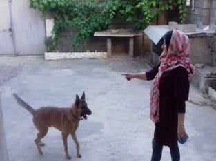 آموزش سگ در لاهیجان
