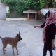 آموزش سگ در لاهیجان